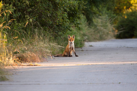 fox cub sitting on roadの写真素材