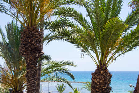 Landscape with palm trees and sea in the background