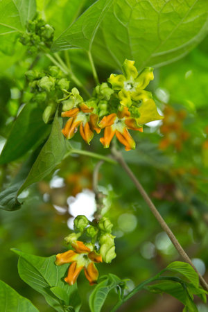 Beautiful of Cowslip Creeperの写真素材