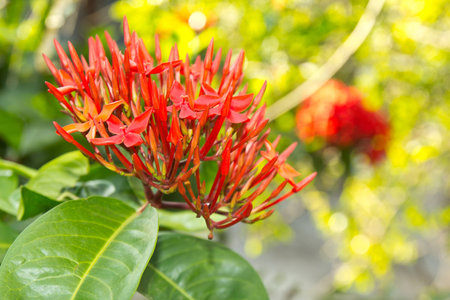 Blooming of red Ixoraの写真素材