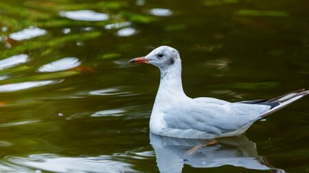 White-gray seagull swims in the green water of a pond.の写真素材