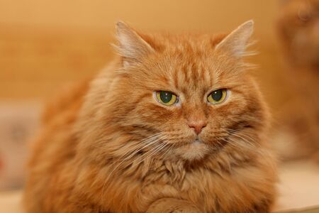 A large portrait of a charming red-haired longhair catの写真素材