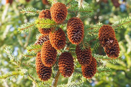 A bunch of brown cones hanging on a fir branch.の写真素材