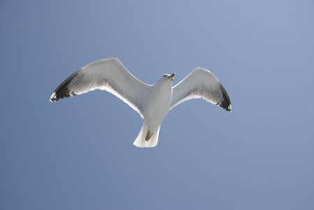 seagull is flying on a blue skyの写真素材