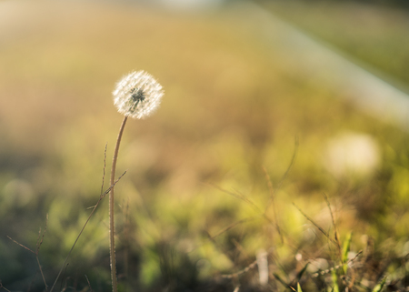 Dandelionの写真素材