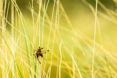 Grasshopper on a branchの写真素材