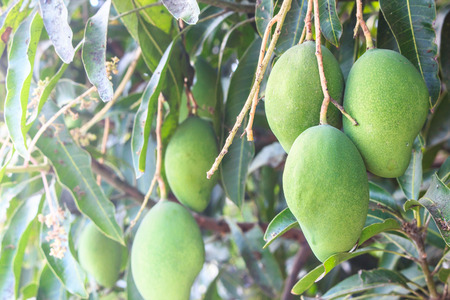 green mango branchesの写真素材