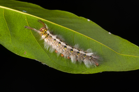 Rose-myrtled Lappet Moth caterpillar isolated on the leaf using focus stacking techniqueの写真素材