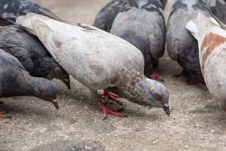 The pigeon peck the rice grain on the ground.の写真素材