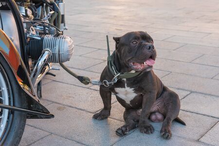 An American bully dog keep watch his owner's motorcycle.の写真素材