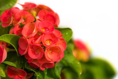 Red Euphorbia milii or crown of thorns isolated on white background