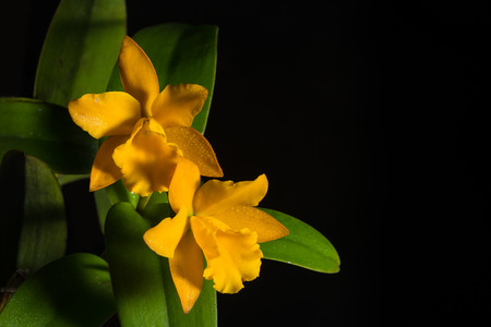 Yellow cattleya isolated on black backgroundの写真素材