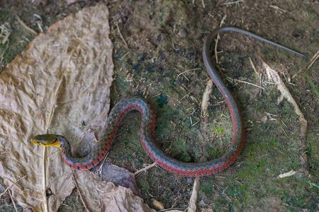 Painted keelback snake with colorful body crawling on the ground.の写真素材