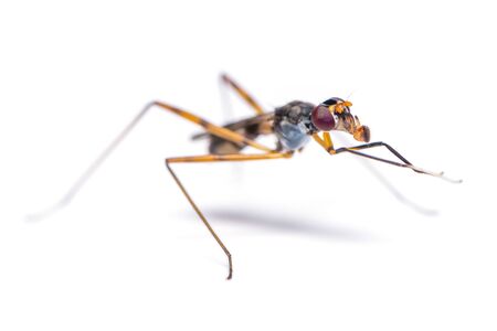 Stilt-legged fly rubs its front legs and open its mouth isolated on white backgroundの写真素材