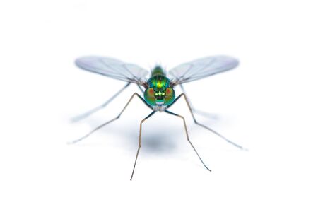 Green-to-blue metallic lustre long legged fly isolated on white background
