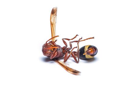 Dead red wasp isolated on white backgroundの写真素材