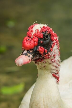 Closer headshot of Muscovy duckの写真素材