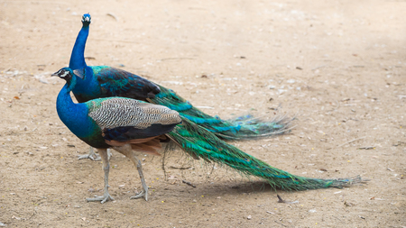 Thai peafowl in a private farmの写真素材