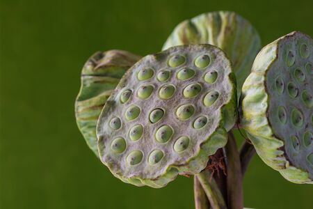 Fresh lotus seed heads isolated on the blur backgroundの写真素材
