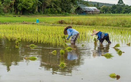 CHIANG MAI, THAILAND, SEP. 1, 2017 : The farmers are transplanting the rice in the field in northern part of Thailandのeditorial素材