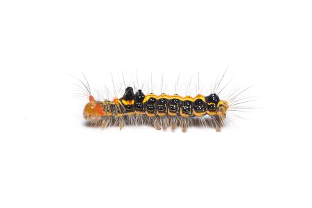 Colorful hairy caterpillar isolated on white backgroundの写真素材