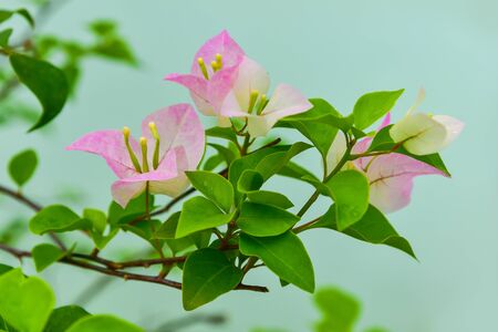Bougainvillea is a genus of thorny ornamental vines and trees with flower-like spring leaves near...