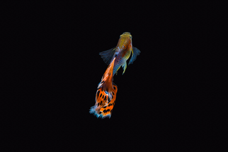 Colorful male guppy isolated on black backgroundの写真素材