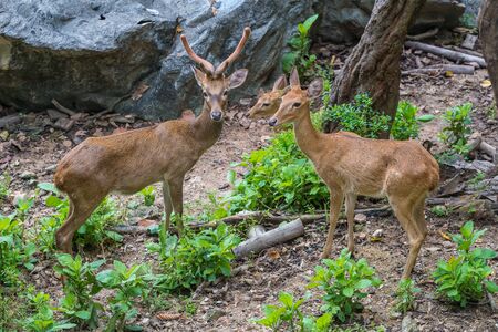 A couple of brow-antlered deers in suspicious stareの写真素材
