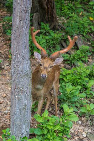 A male brow-antlered deer in suspicious stareの写真素材
