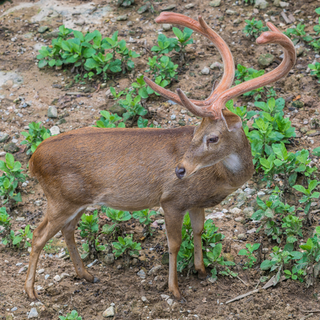 A male brow-antlered deerの写真素材