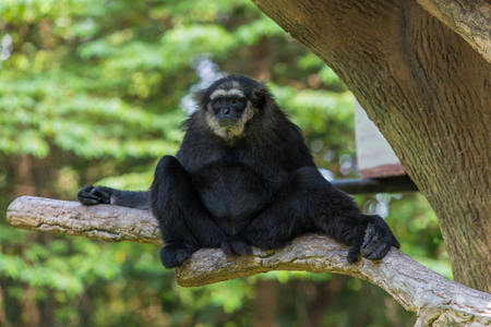 Black handed gibbon sit on the tree branchの写真素材