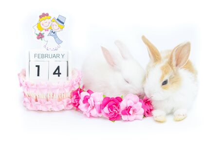 Two kitten rabbits sit near the painted wooden calendar reminding of the Valentine day with some artificial flowers for decoration isolated on white background.の写真素材