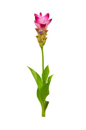 Pink curcuma with reddish pink at the tip of petal isolated on white backgroundの写真素材