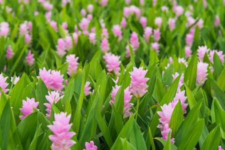 Curcuma is a genus of about 100 accepted species in the family Zingiberaceae that contains such species as turmeric and Siam Tulip.の写真素材