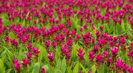 Curcuma is a genus of about 100 accepted species in the family Zingiberaceae that contains such species as turmeric and Siam Tulip.の写真素材
