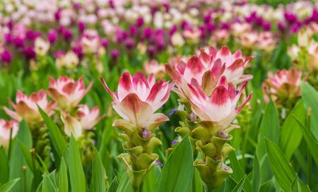 Curcuma is a genus of about 100 accepted species in the family Zingiberaceae that contains such species as turmeric and Siam Tulip.の写真素材