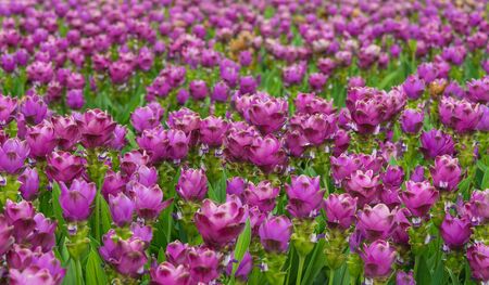 Curcuma is a genus of about 100 accepted species in the family Zingiberaceae that contains such species as turmeric and Siam Tulip.の写真素材