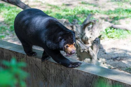 The Malayan Sun Bear walking on the edge of the wall in a zooの写真素材