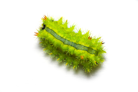 Slug moth caterpillar isolated on white backgroundの写真素材