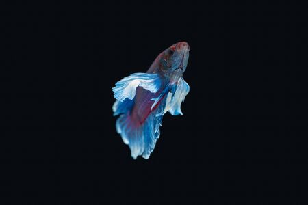 Siamese fighting fish isolated on black background