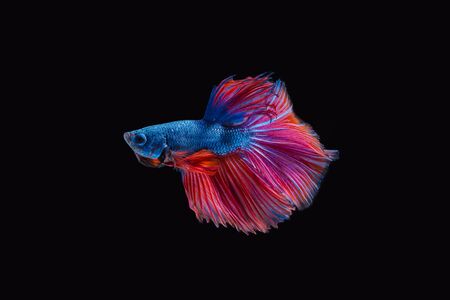 Siamese fighting fish isolated on black backgroundの写真素材