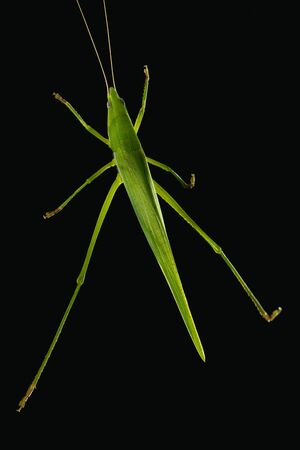 Green bush cricket isolated on black background