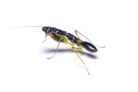 Asian Ant Mantis or Odontomantis planiceps. In its nymph stages this small mantis mimics and feeds on ants.の写真素材