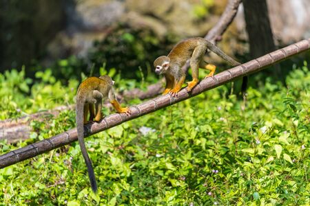 Squirrel monkeys are New World monkeys of the genus Saimiri. They are the only genus in the...