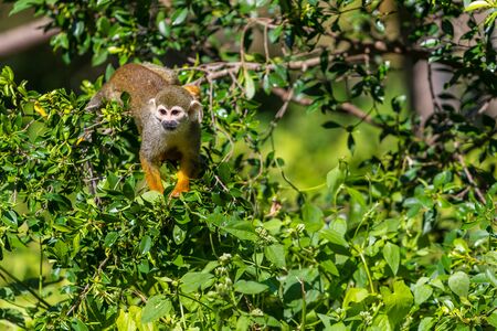 Squirrel monkeys are New World monkeys of the genus Saimiri. They are the only genus in the...