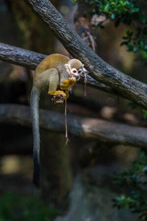 Squirrel monkeys are New World monkeys of the genus Saimiri. They are the only genus in the...
