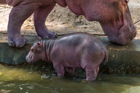 Baby Hippopotamus and its mother was born in captivityの写真素材