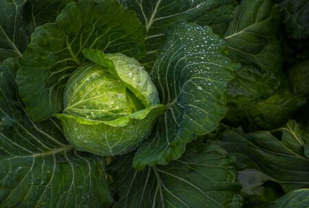 The fresh young cabbage with water droplet on the leafの写真素材