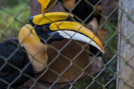 The close up headshot of a male great hornbill in a private zoo of Mae Hong Sorn, Thailandの写真素材