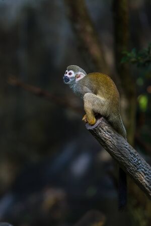 Squirrel monkeys are New World monkeys of the genus Saimiri. They are the only genus in the...